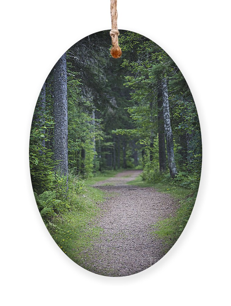 Path Ornament featuring the photograph Path in dark forest 2 by Elena Elisseeva