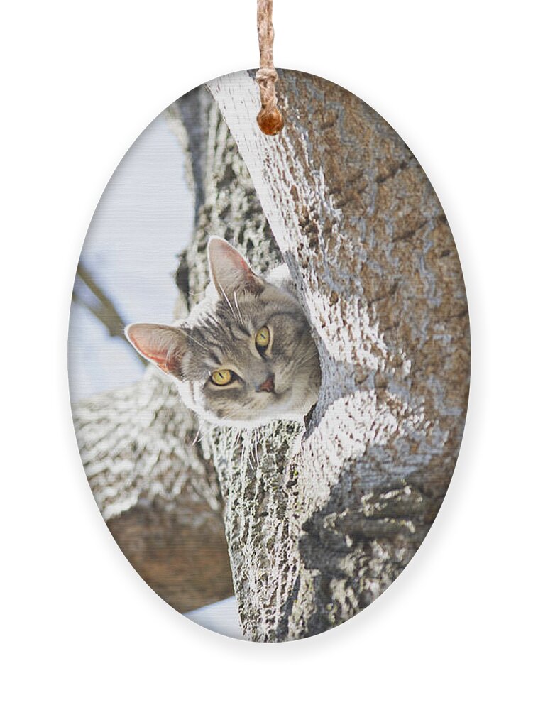 Cat Ornament featuring the photograph Peaking Cat by Sharon Popek