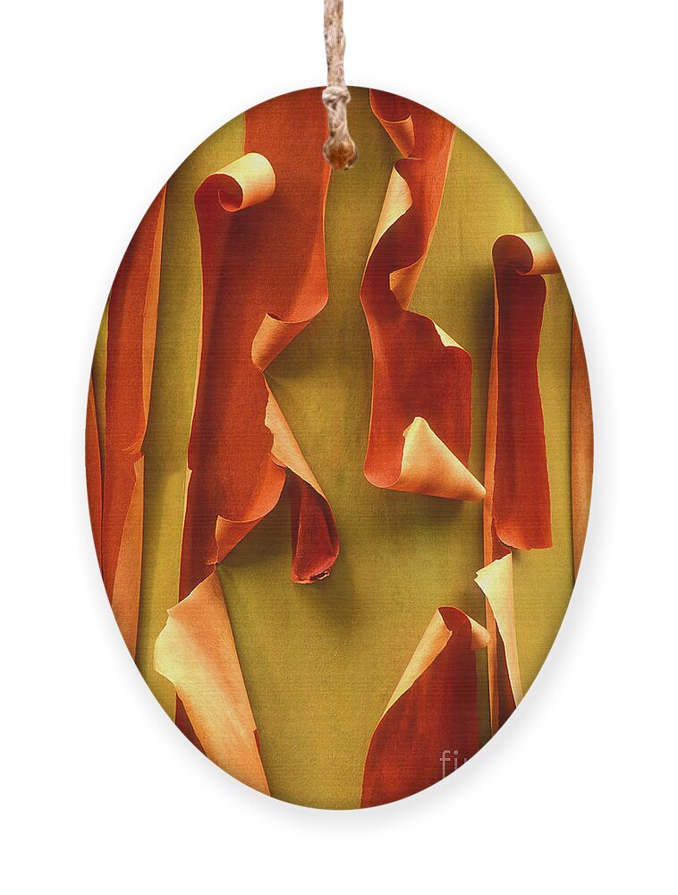 Pacific Madrone Ornament featuring the photograph Peeling Bark Pacific Madrone Tree Washington by Dave Welling