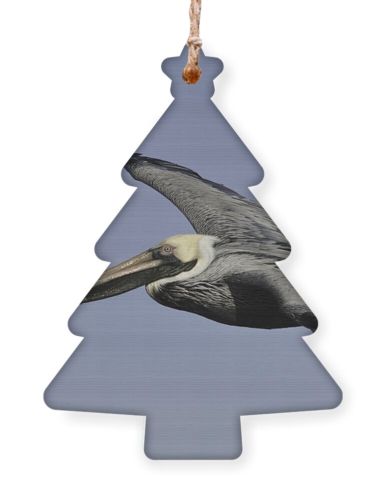 Pelican Ornament featuring the photograph Pelican in Flight by Bradford Martin