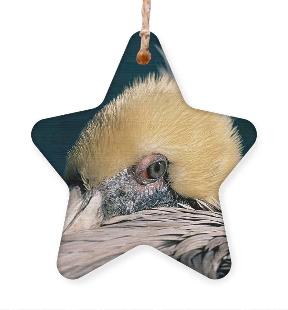 Pelican Ornament featuring the photograph Pelican Portrait by Bradford Martin