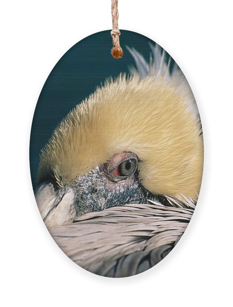 Pelican Ornament featuring the photograph Pelican Portrait by Bradford Martin
