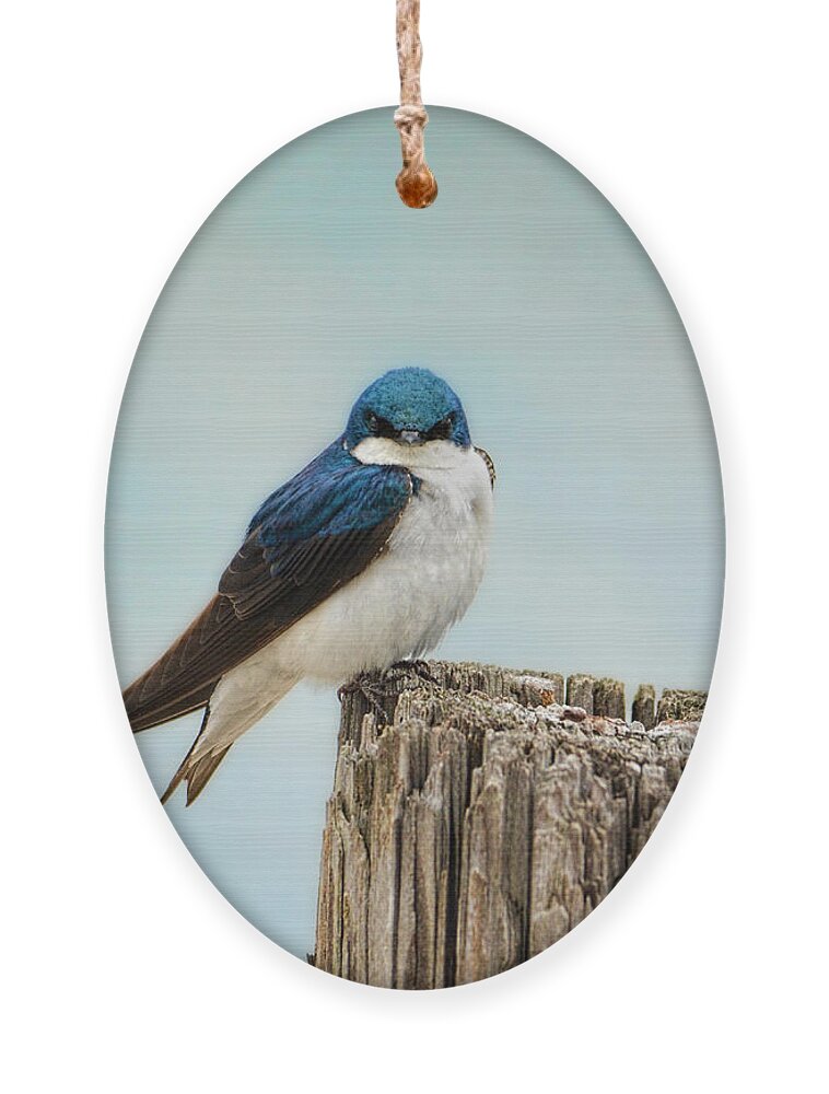 Bird Ornament featuring the photograph Perched and Waiting by Jai Johnson