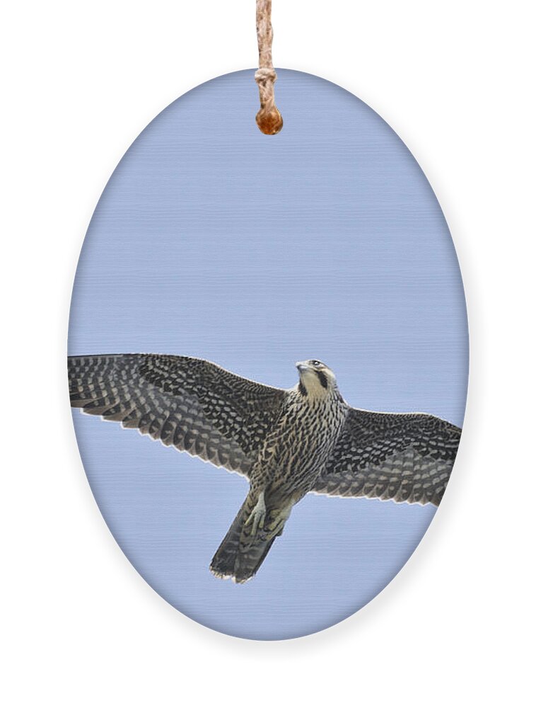 Falcon Ornament featuring the photograph Peregrine Falcon in Flight by Bradford Martin