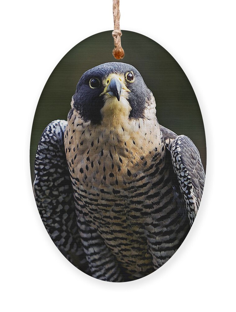 Feather Ornament featuring the photograph Peregrine Focus by Mary Jo Allen