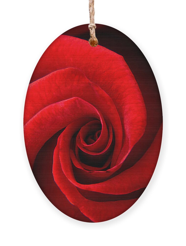Red Ornament featuring the photograph Perfect Red Rose by Lisa Chorny