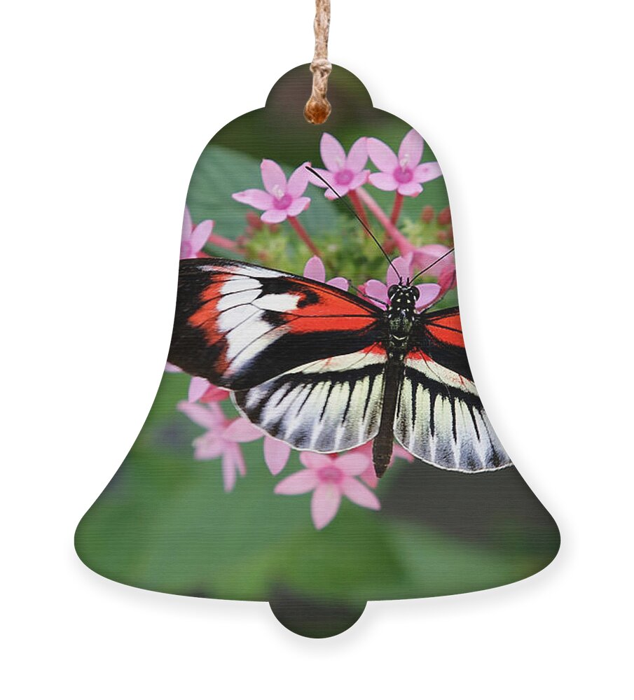Macro Ornament featuring the photograph Piano Key Butterfly on Pink Penta by Sabrina L Ryan