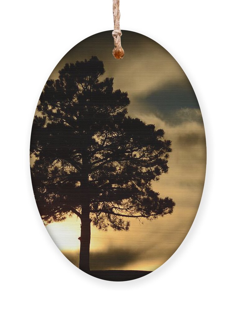 Dakota Ornament featuring the photograph Pine at Sundown by Greni Graph