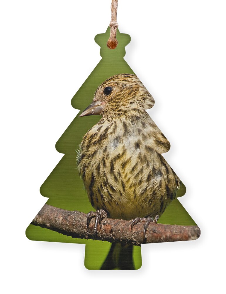 Animal Ornament featuring the photograph Pine Siskin With Yellow Coloration by Jeff Goulden