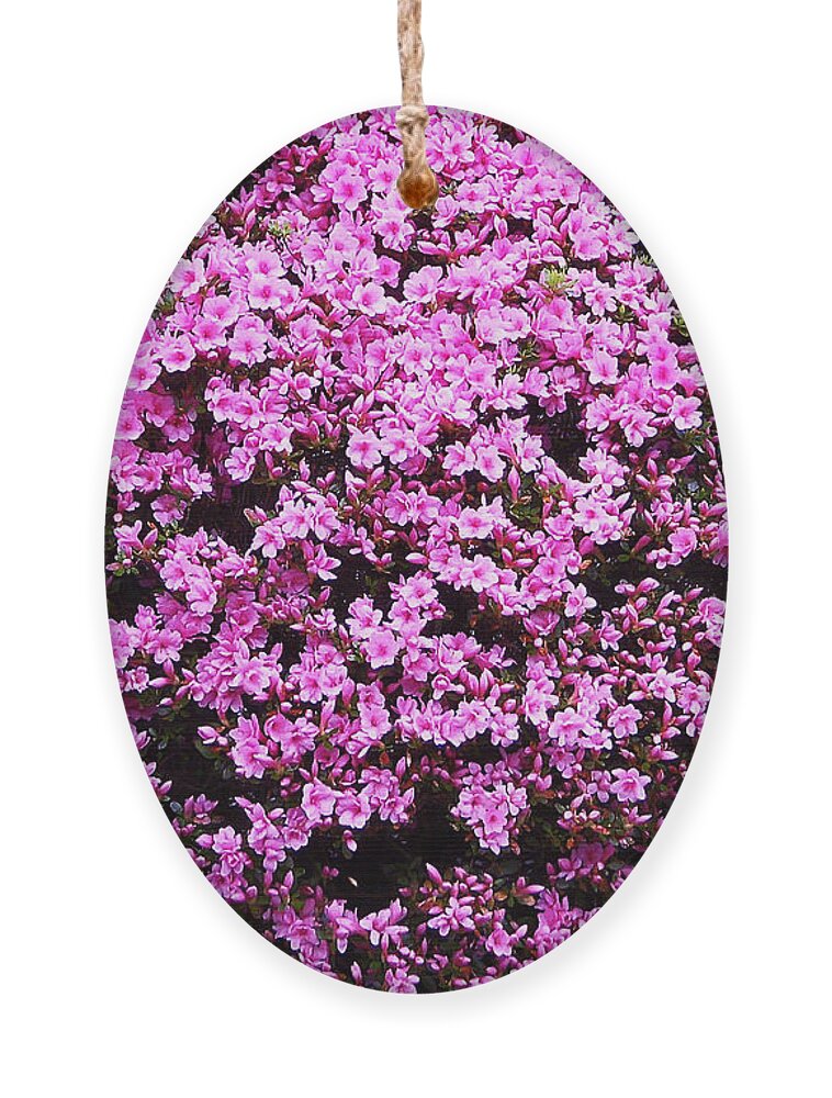 Spring Ornament featuring the photograph Pink as Pink Can Be by Aimee L Maher ALM GALLERY