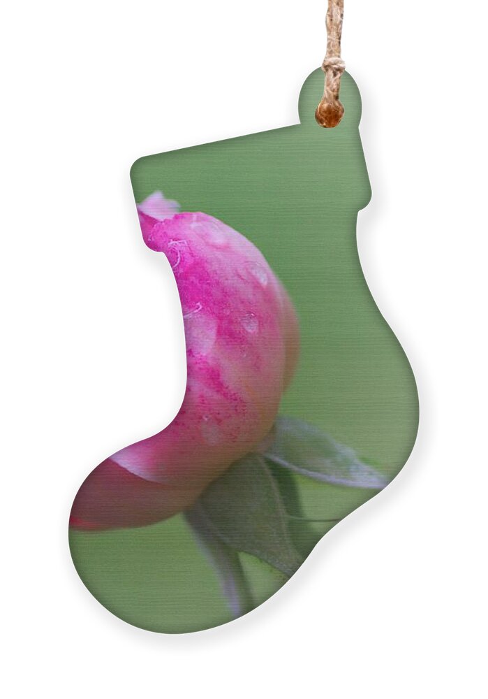 Pink Rose Ornament featuring the photograph Pink Rose and Raindrops by Jeremy Hayden