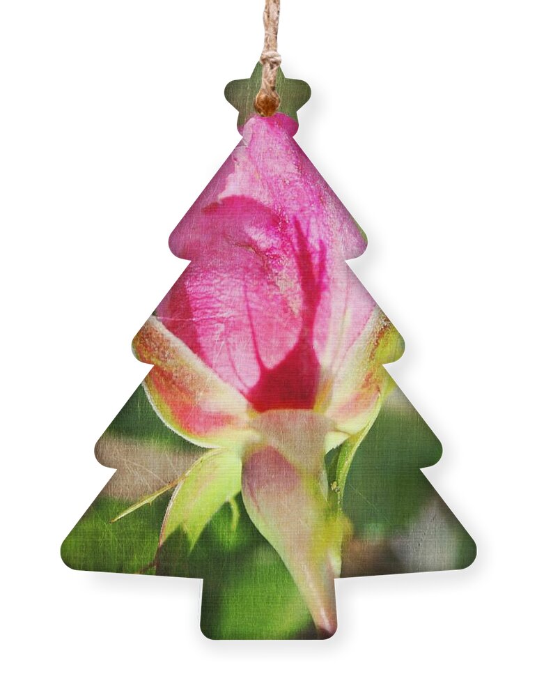 Rose Ornament featuring the photograph Pink Rose by Judy Palkimas