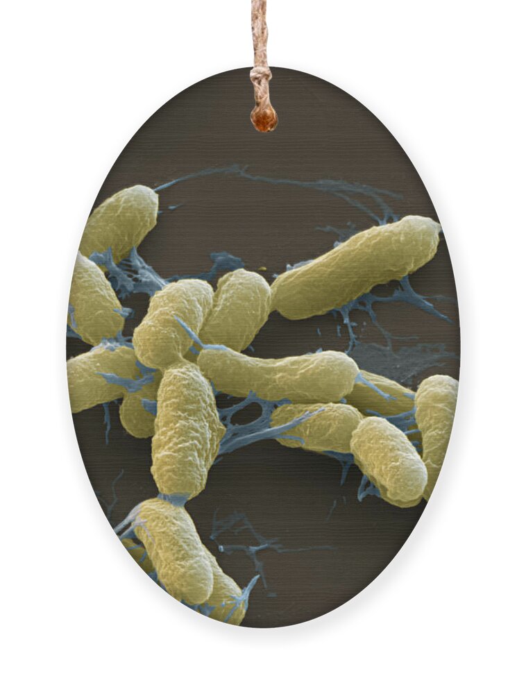 Science Ornament featuring the photograph Plague Bacteria Yersinia Pestis Sem by Eye of Science