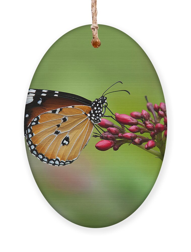Bangkok Ornament featuring the photograph Plain Tiger or African Monarch Butterfly DTHN0008 by Gerry Gantt