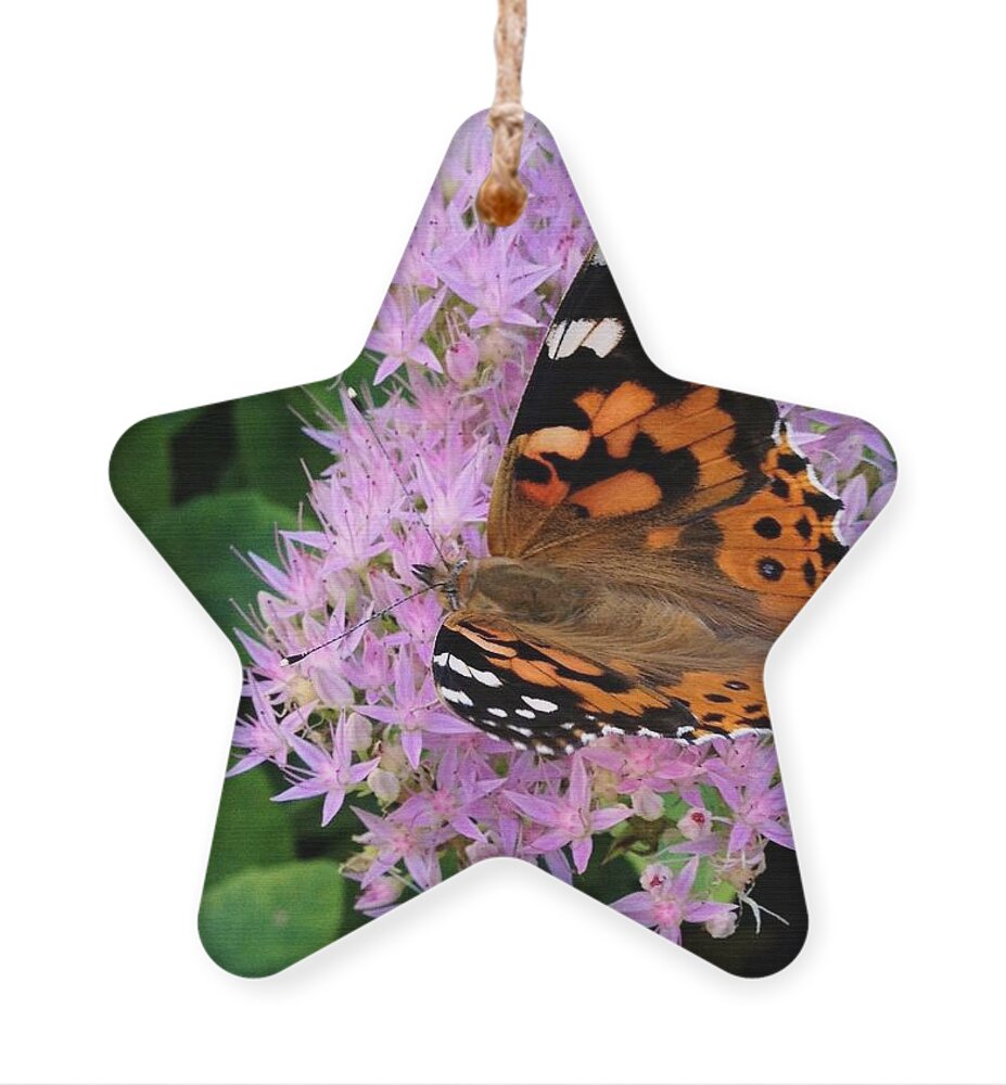 Nature Ornament featuring the photograph Poor Butterfly by Photographic Arts And Design Studio