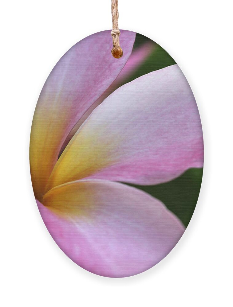 Macro Ornament featuring the photograph Pop of Pink Plumeria by Sabrina L Ryan