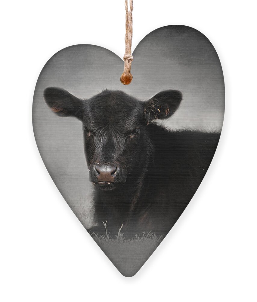 Angus Ornament featuring the photograph Portrait of the Black Angus Calf by Jai Johnson