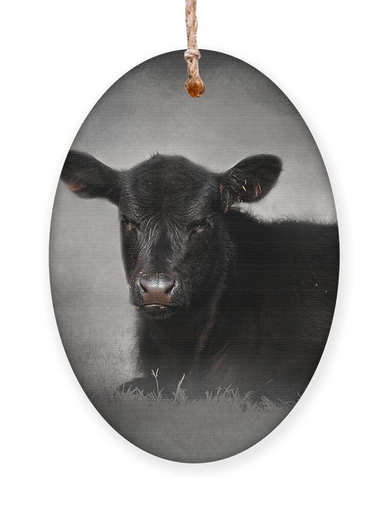 Angus Ornament featuring the photograph Portrait of the Black Angus Calf by Jai Johnson