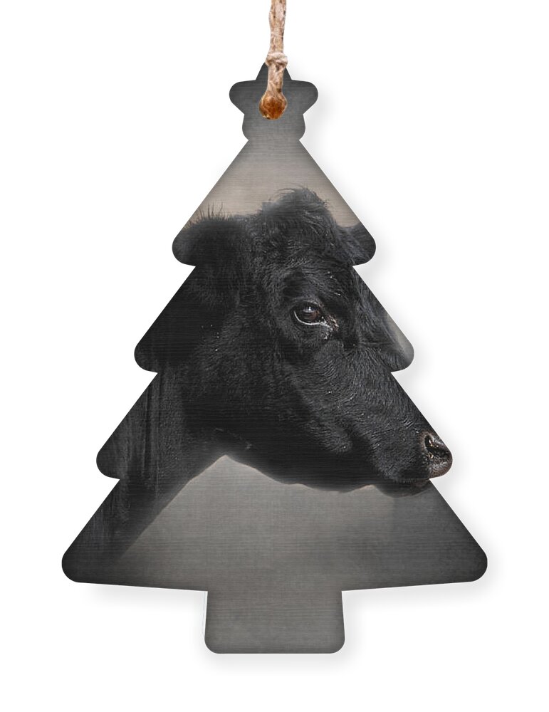 Angus Ornament featuring the photograph Portrait of the Black Angus by Jai Johnson