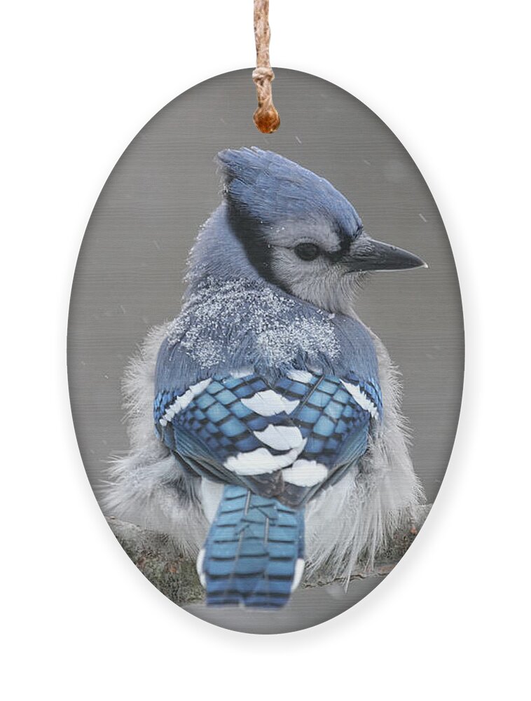 Blue Jay Ornament featuring the photograph Posing in the Storm by Jayne Carney