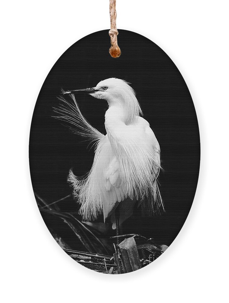 Snowy Egret Ornament featuring the photograph Preening Egret by Jayne Carney