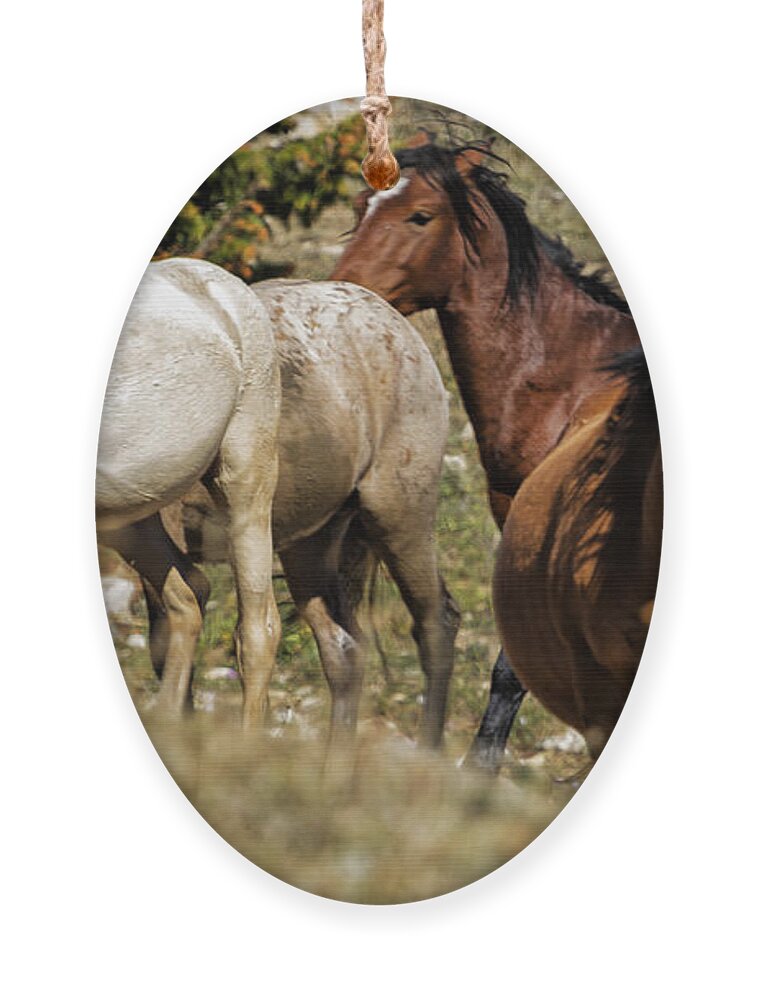 Pryor Mustangs Ornament featuring the photograph Pregnant Ketchikan Nimbus Knight and London - Pryor Mustangs by Belinda Greb