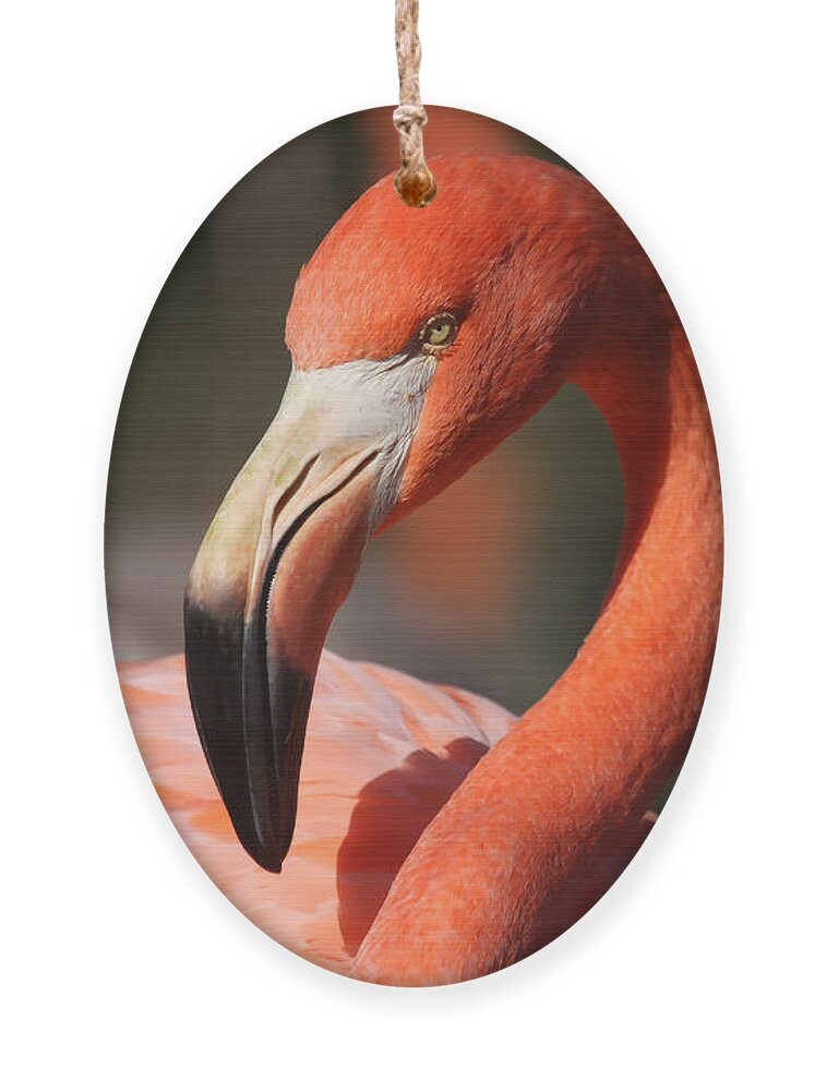 Flamingo Ornament featuring the photograph Pretty Pose by Jayne Carney