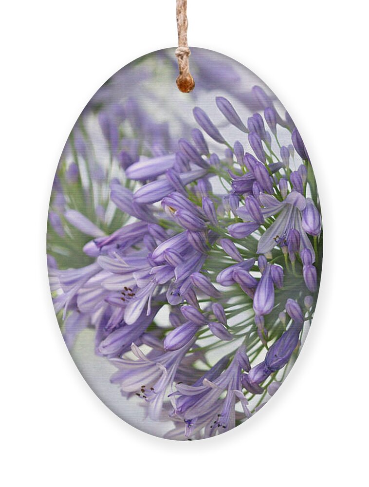 Agapatha Ornament featuring the photograph Pretty Purple Lily of the Nile by Sabrina L Ryan