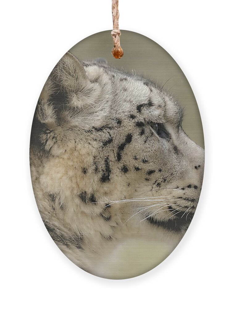 Snow Leopard Ornament featuring the photograph Profile of a snow leopard by Chris Boulton