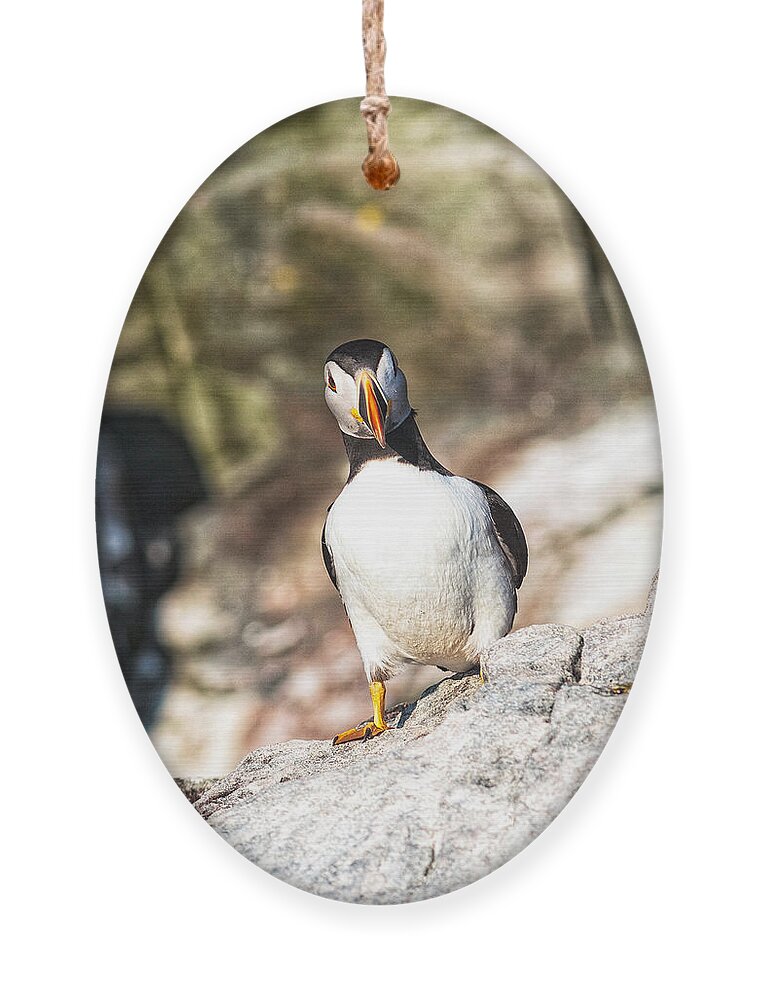 Atlantic Puffin Ornament featuring the photograph Puffin Watching me Watching Him by Perla Copernik