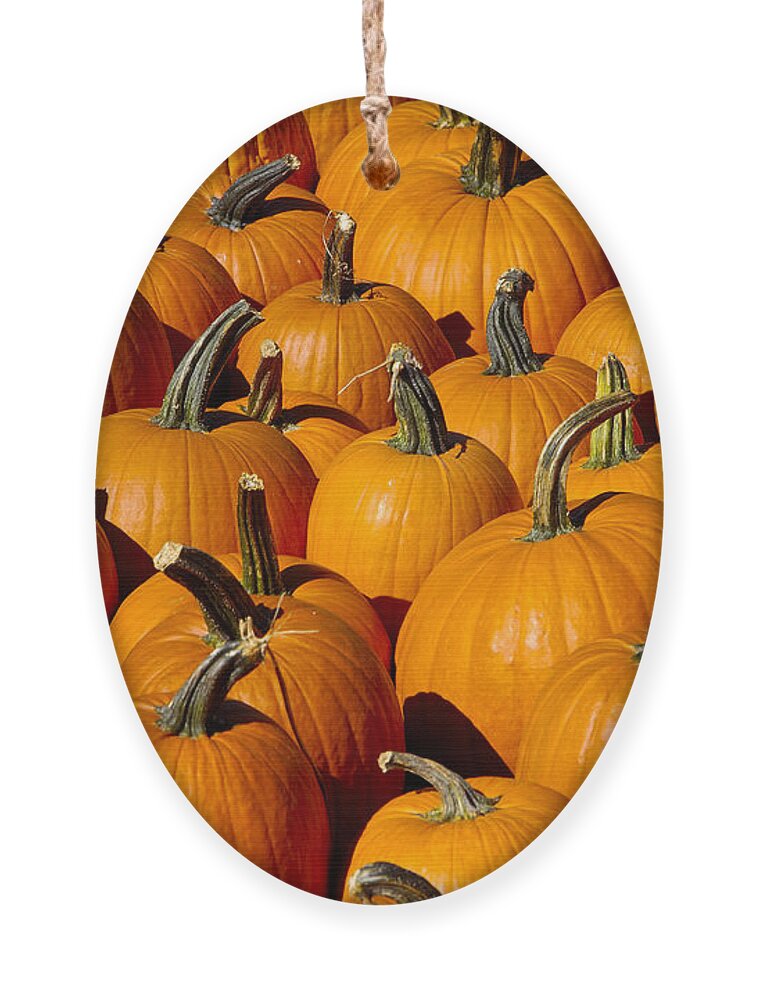 Pumpkin Ornament featuring the photograph Pumpkins by Anthony Sacco