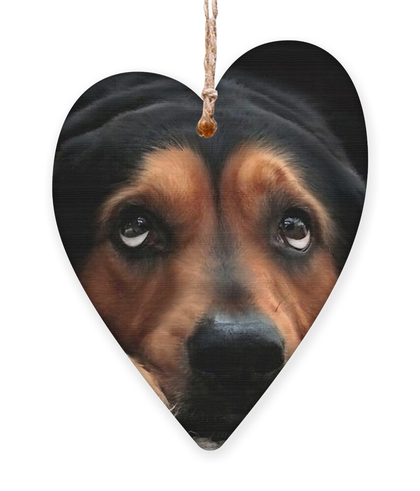 Dog Ornament featuring the mixed media Puppy Dog Eyes by Christina Rollo