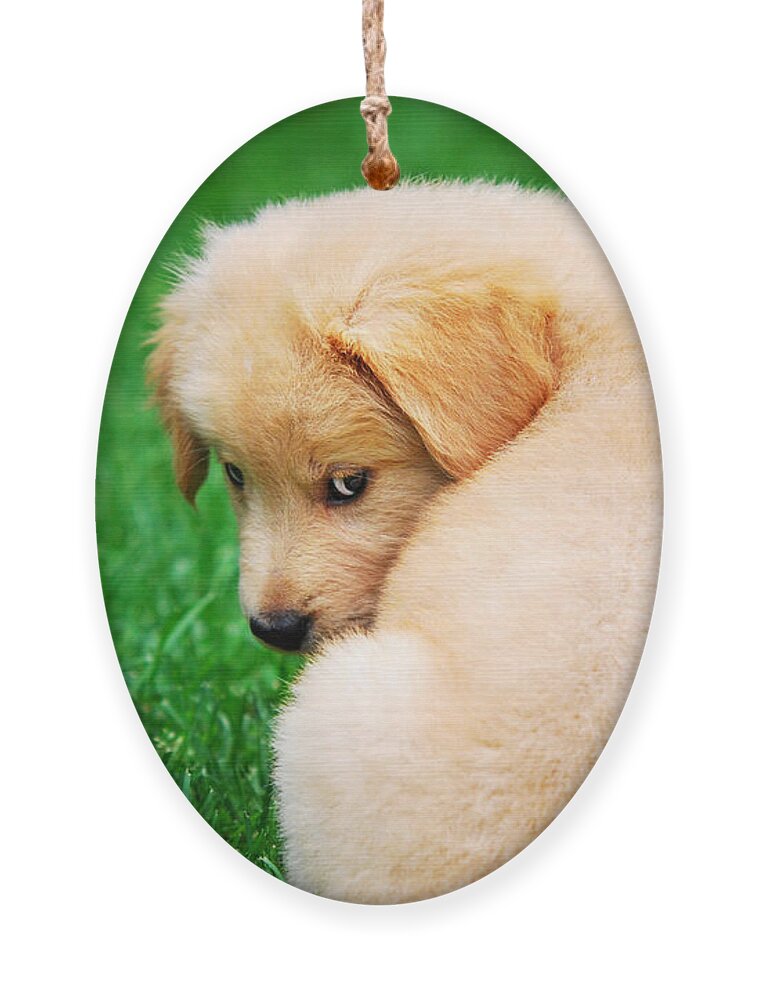 Golden Retriever Ornament featuring the photograph Puppy Love by Christina Rollo