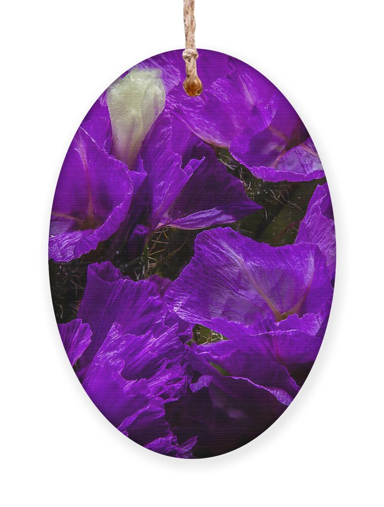 Flower Ornament featuring the photograph Purple Statice by Ron Pate