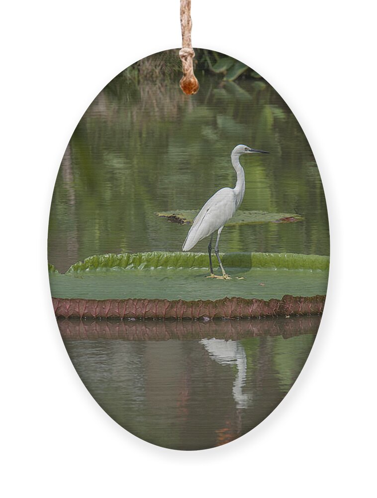 Nature Ornament featuring the photograph Queen Victoria Water Lily Pad with Little Egret DTHB1618 by Gerry Gantt