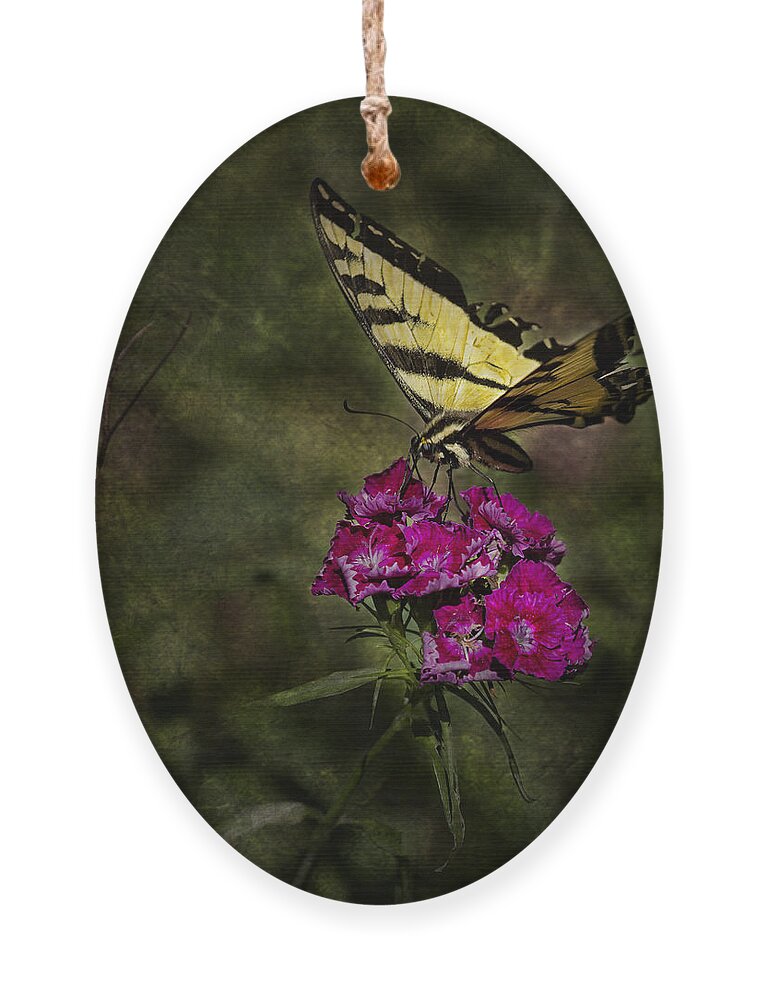 Butterfly Ornament featuring the photograph Ragged Wings by Belinda Greb