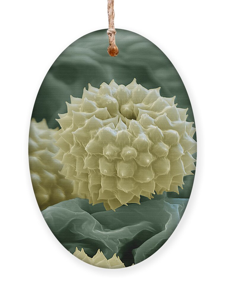 Allergen Ornament featuring the photograph Ragweed Pollen by Eye of Science