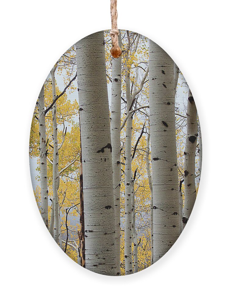 Autumn Colors Ornament featuring the photograph Rainy Day Aspen by Jim Garrison