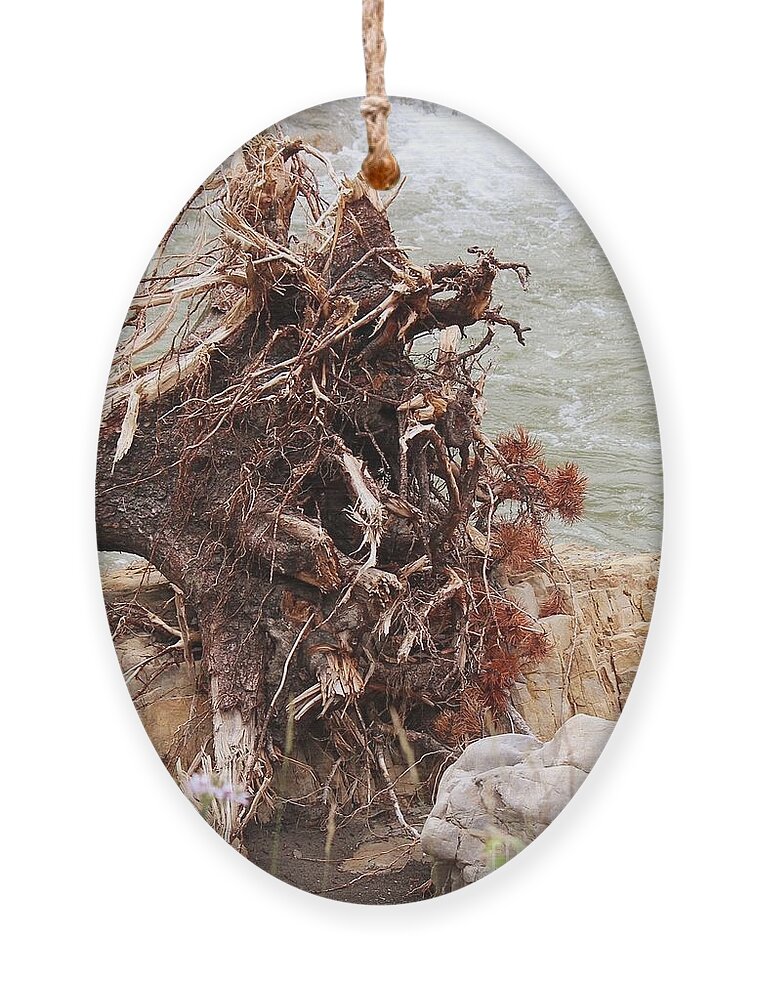 Tree Ornament featuring the photograph Ravaged Roots by Ann E Robson
