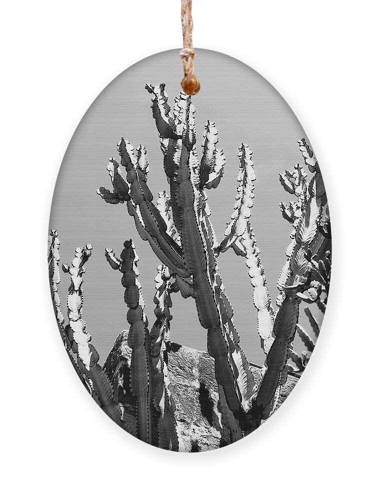 Ca Ornament featuring the photograph THE REACH Desert Hot Springs CA by William Dey