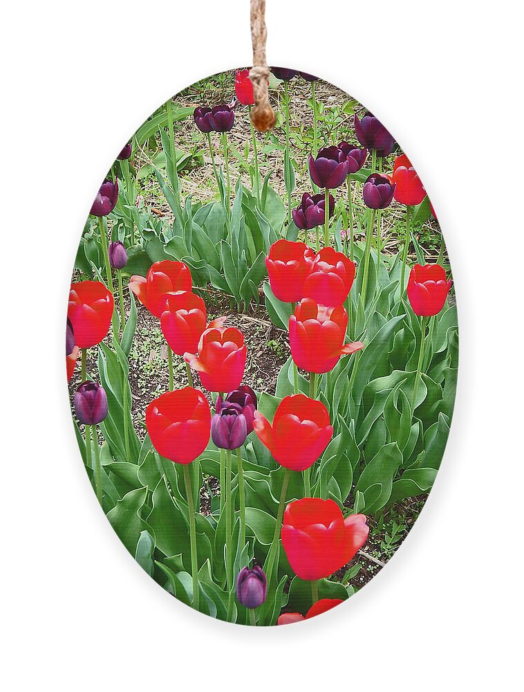 Red Tulips Ornament featuring the photograph Red and Purple Tulips by Aimee L Maher ALM GALLERY