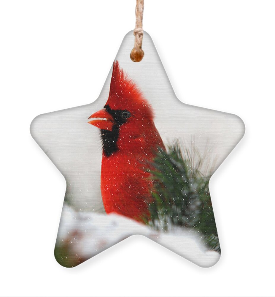 Cardinal Ornament featuring the photograph Red Cardinal by Christina Rollo