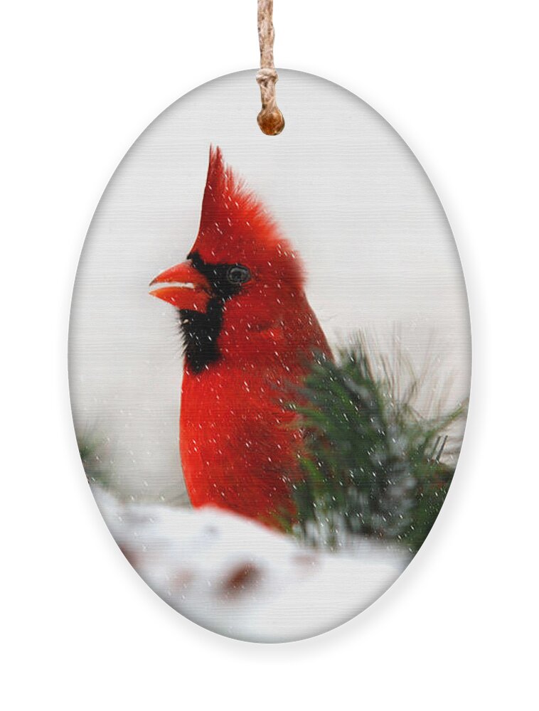 Cardinal Ornament featuring the photograph Red Cardinal by Christina Rollo