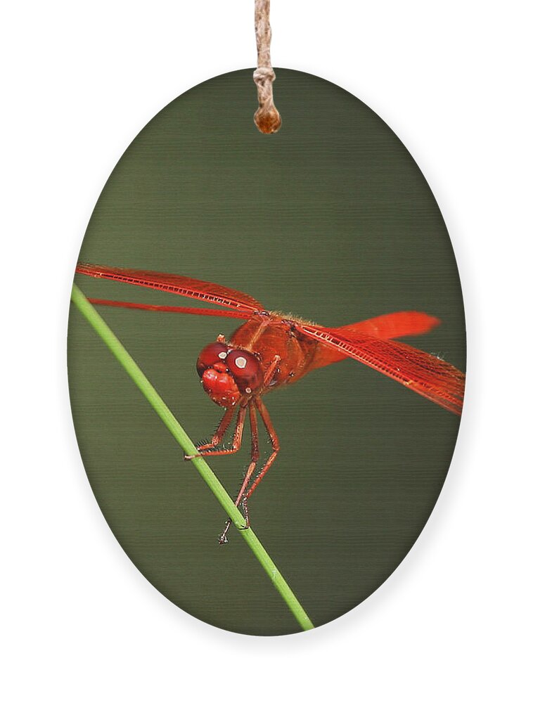 Insect Ornament featuring the photograph Red Dragon At Rest by Robert Woodward