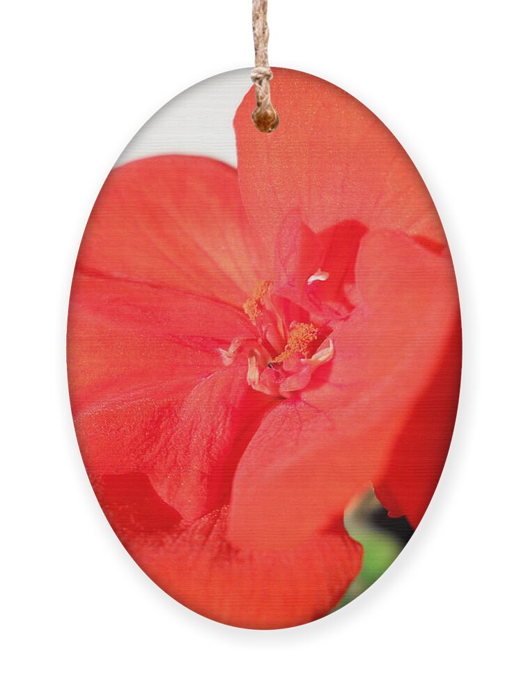 Red Flower Ornament featuring the photograph Red Geranium by Ramona Matei
