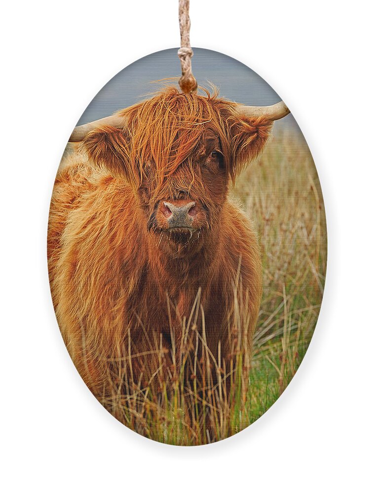 Red Ornament featuring the photograph Red Highland Cow by Louise Heusinkveld