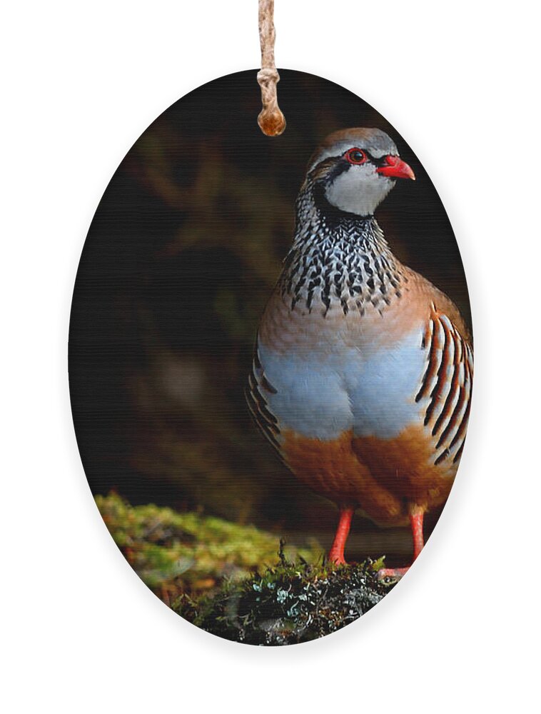 Red-legged Partridge Ornament featuring the photograph Red-legged Partridge by Gavin Macrae