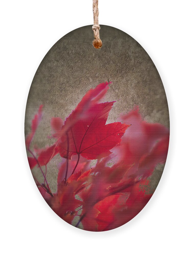 Artistic Fall Colors Ornament featuring the photograph Red Maple Dreams by Jeff Folger