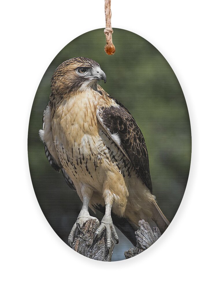 Red Tailed Hawk Ornament featuring the photograph Red Tailed Hawk by Dale Kincaid