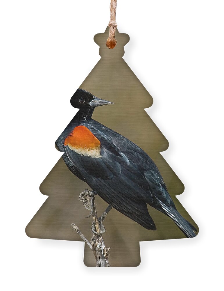 Marsh Ornament featuring the photograph Red-winged Blackbird DSB009 by Gerry Gantt